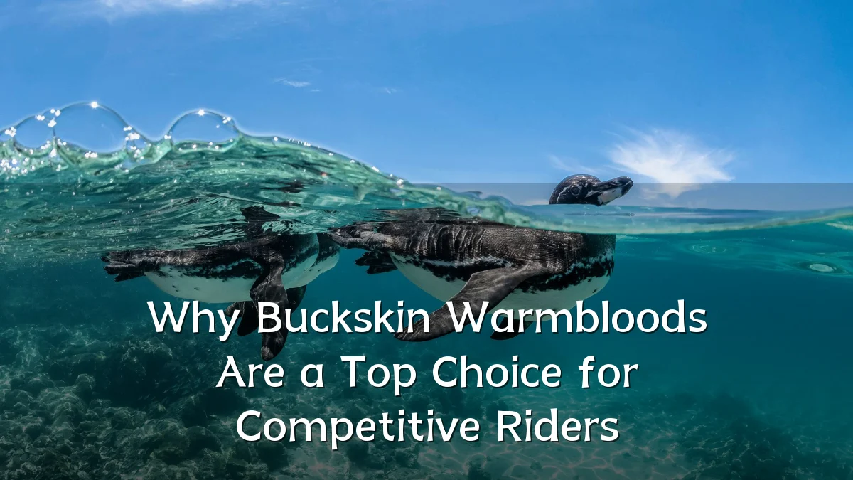 Why Buckskin Warmbloods Are a Top Choice for Competitive Riders