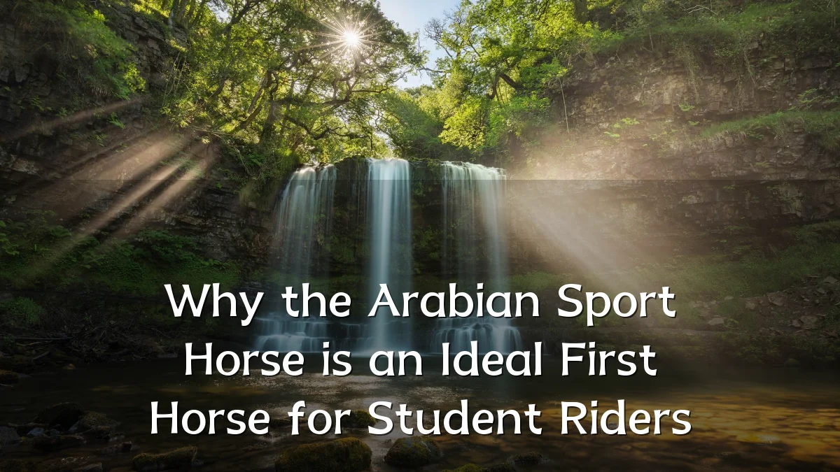 Why the Arabian Sport Horse is an Ideal First Horse for Student Riders