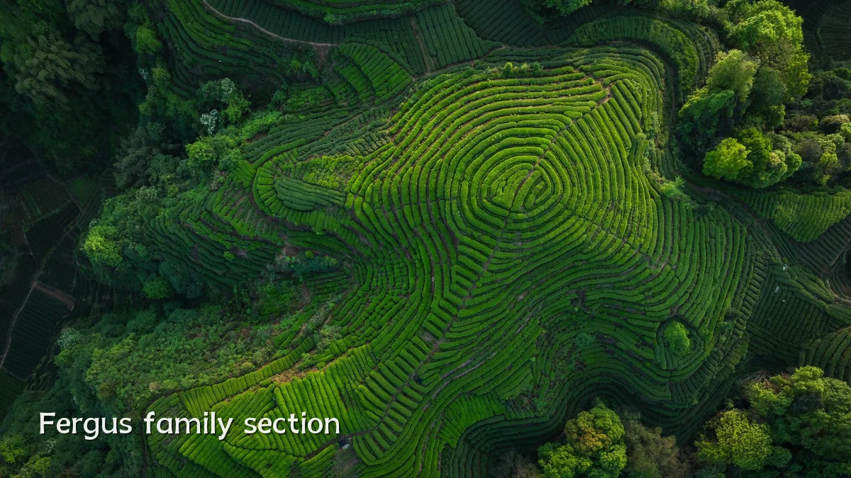 Fergus family section